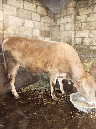 Cut4400 endirim olacaq vatsap aktivdi Quba