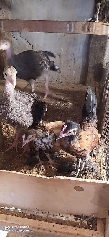 cuce yemi: Məhsul: Qara-bənövşəyi rəng çalarlarında hörgüc ayaqlı dekorativ — 2