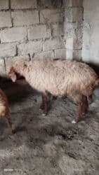 Inəklər, öküzlər: Dişi, il: 3, Damazlıq, Ünvandan götürmə — 2