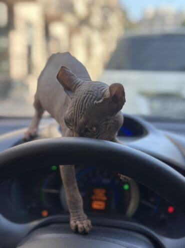 sallaq qulaq pişik: Sfinks, Erkək — 4