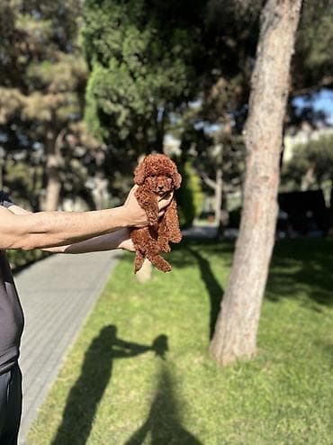 ev itleri: Pudel, 2 ay, Dişi, Peyvəndli, Ünvandan götürmə — 5