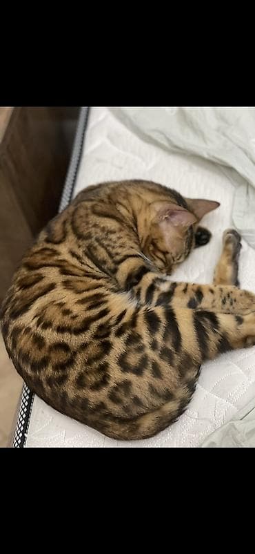 Quşlar: Benqal, Dişi — 4