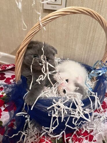 it pişik: Şotland yastı qulaq — 3