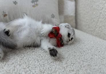 пекинес цена в баку: Elit valideynlərdən ŞOU-KLASS balalar! 💎bu qiymətə saf qan pişiklər — 2