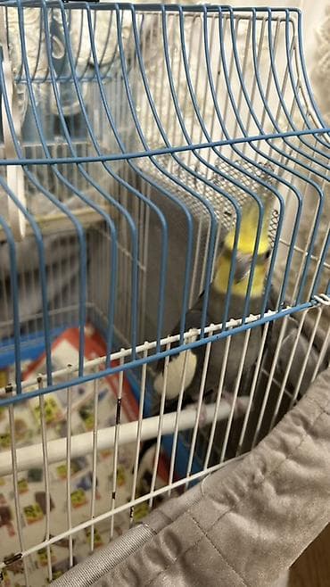 Nimfa tutuquşusu (Cockatiel) – boz bədən, sarı baş və yanaqlarda