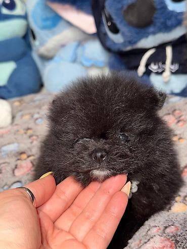 zvanoq itleri: Şpitz, Erkek — 8