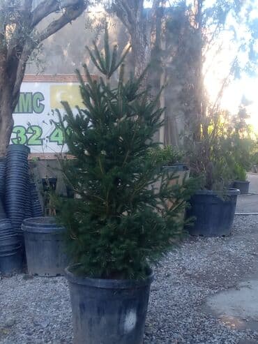 sumax ağacı: Yeni il şamları Pixta və Kremlovski təbii şamlar dibçəkdə topdan en — 18