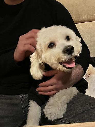 Собаки: Пудель, 4 года, Самец, Для вязки — 2