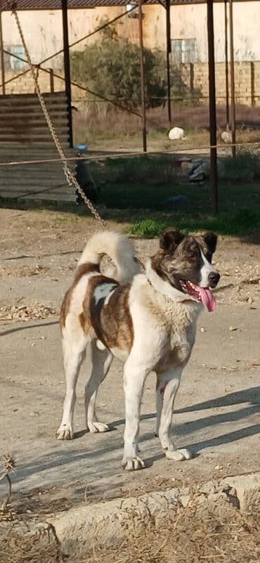 çardaq quşun yuvası: Qurdbasar, 1 il, Erkek, Peyvəndli, Ödənişli çatdırılma — 8