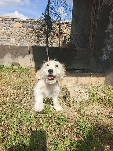 pulsuz it type 1: Koker spaniyel, 3 ay, Erkek, Peyvəndli, Ünvandan götürmə — 3