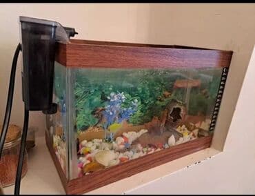продажа аквариумных рыбок: Boş, 7 l, Pulsuz çatdırılma — 2