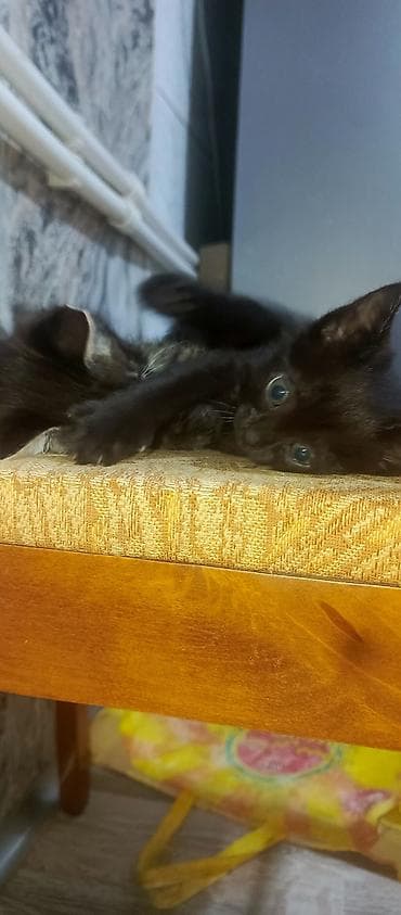 itler bala: Siam — 5