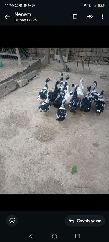 Moskoviya (indom) ördəkləri – qarışıq rənglər (qara-ağ və ağ). - lalafo.az -da Moskoviya (indom) ördəkləri – qarışıq rənglər (qara-ağ və ağ). -