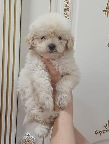 Pudel, 2 ay, Erkek — 2