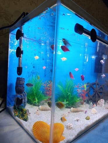 аквариум без рыб: İstifadə olunub cəmi 1 ay. Böyük akvarium aldığım üçün bu akvarium — 3