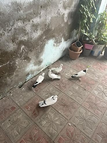 tetra quşu: Biri 10 manat — 1