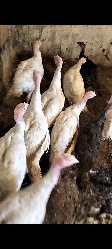 Digər heyvanlar: Kanada biq 6 hibrid sortu, 2 ayliq ve 3 ayliq hinduskalar satilir — 3