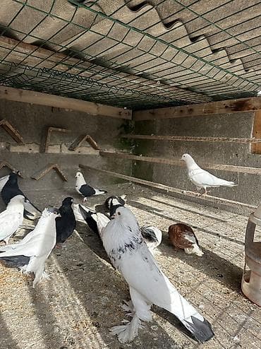 bulbul quşu: Salamlar qusd kom satlr dekaratvler 20 m
Kim isdes yas vidyos at baxsn — 7