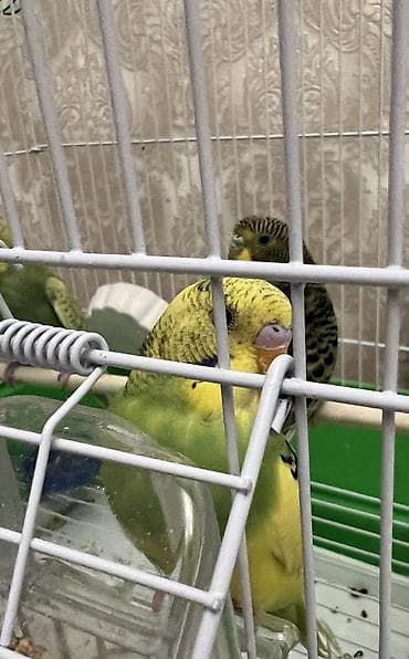 cex quşlar: Mehebbet quşları.4quş qefes ve diger aksesuarları dermanı ile birlikde — 2
