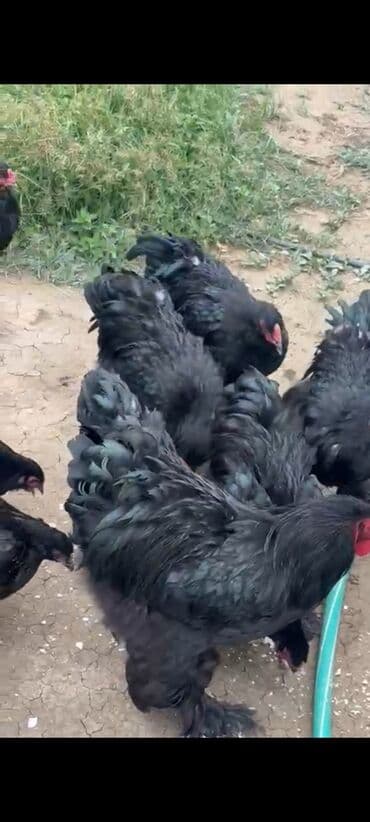 домик для кошек: Satılır: Qara rəngli ətlik-yumurtalıq toyuq cinsləri (ehtimalən Brahma — 1