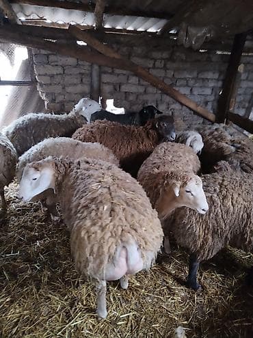 gence it bazari: Erkək toqlulardı hamısı təmiz ətləri 30-35kq arası — 2