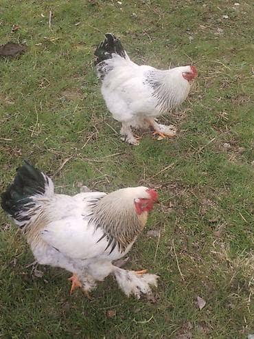 Brahma cinsi xoruzlar - Ağ rəngli, boyun və quyruq hissəsində lalafo.az -da Brahma cinsi xoruzlar - Ağ rəngli, boyun və quyruq hissəsində