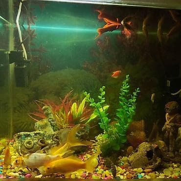 akvarium filter: Dördbucaq akvarium, Balıqlarla birlikdə, 130 l, Ünvandan götürmə — 4