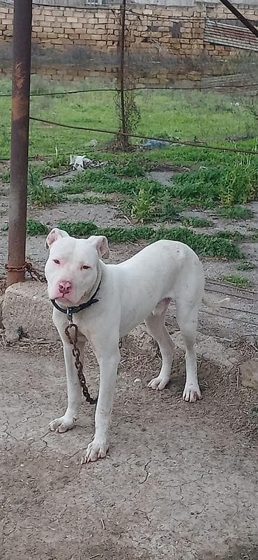 kaski itleri: Pitbul, 10 ay, Erkek, Peyvəndli, Ödənişli çatdırılma — 3