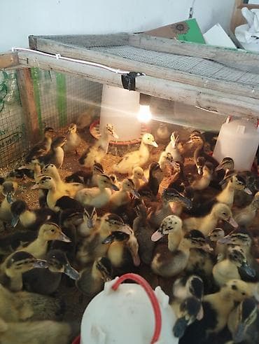 ari yesiyi satilir: Dişi, Damazlıq, Ünvandan götürmə, Pulsuz çatdırılma, Ödənişli çatdırılma — 3