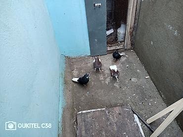 goyercin: Qiymət 4 dünə aidi 2 maya 2 Erkey erkeyler babayevisqidi mayalar təmiz — 4