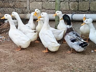 ağ ördək: Məhsul: ördəklər (yumurta və ətlik üçün uyğun sürü) Təsvir: - — 4