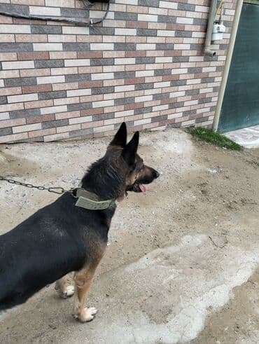 gencede it satisi: Alman çoban iti, 2 il, Dişi, Peyvəndli, Ünvandan götürmə — 10