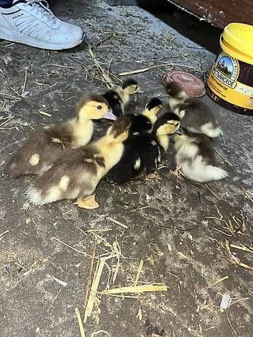 Dişi, | Lal ördək, Ətlik, Ünvandan götürmə