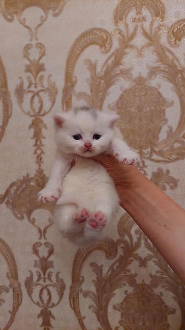 сколько стоит котенок: Шотландская, Самец, Самовывоз, Платная доставка — 1