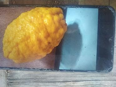 limon agacı: Bir ədəd limon ağacı 🍋 15azn 
bir ədəd portağal ağacı 15azn — 2