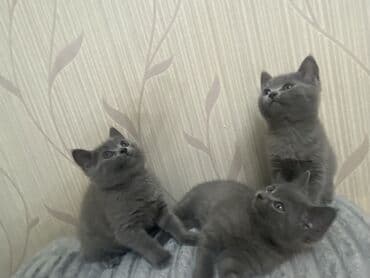 🐾 Britan Blue balaları satışdadır! Ev şəraitində böyüdülmüş, çox sakit lalafo.az -da 🐾 Britan Blue balaları satışdadır! Ev şəraitində böyüdülmüş, çox sakit