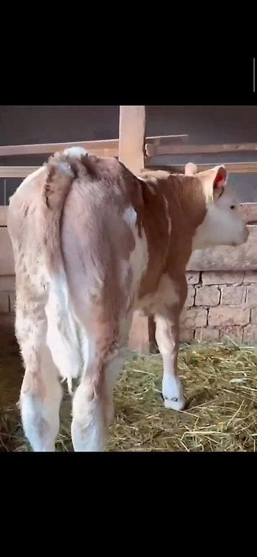 Digər heyvanlar: Simental cinsli buzovlar - Cins: Simental (süd-ət istiqamətli) - — 6