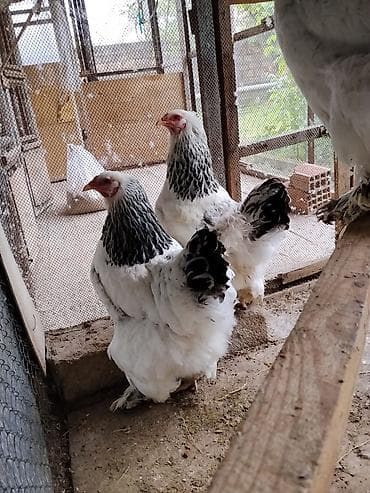 qus iran: Təmiz qan Layt brama yumurta satilir.Yumurtalar 3-5 gun ərzində təzə — 2