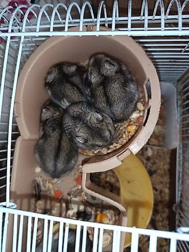 dele heyvan: 20 25 manat arası təcili satılır — 6