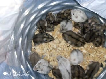 xamak: Cunqariklar əl siçanı ev xamyakları dünyada ən balaca və dişləməyən — 1