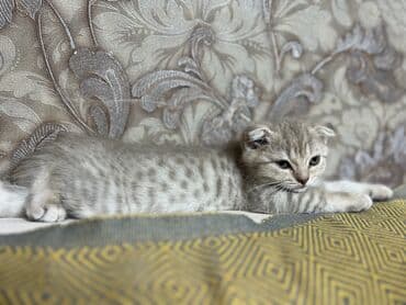 şotland pişik: Шотландская — 3