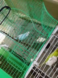 попугай ара цена: Salam bala cavan qusdardi isimle əlaqeli yeni teze duzeldim baxan — 5