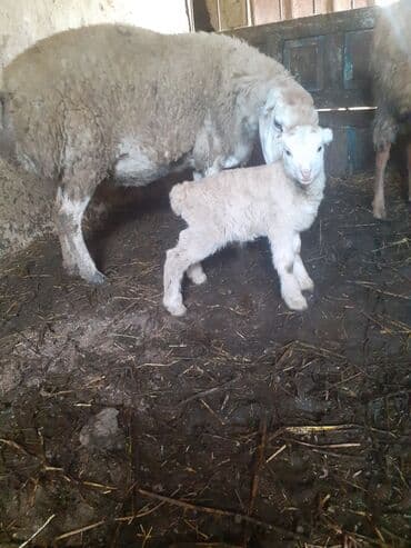 3 qarndı ciddi şəxslər razlaşmaq olar zəngin vurun