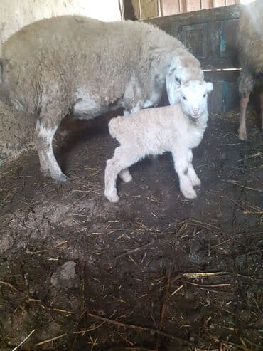 bezekli qoyun sekilleri: Hevan celilabad ciddi şəxslər zəngin vursun 3 qarına doğub balası — 1