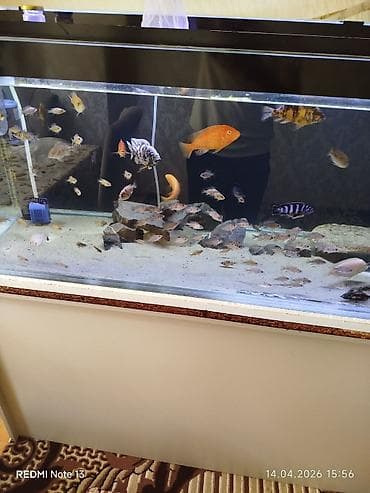 lalafo itlerin satisi: Butun ne görursuz hamıs satılır zeng edin. bundan elava nömren Watsab — 2