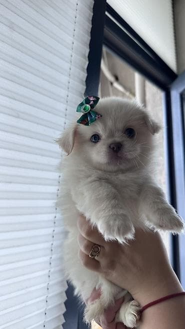 Quşlar: Mətn: Balaca it balaları(Pomerianskiy wpic+Korolevskiy pekenes) - — 8