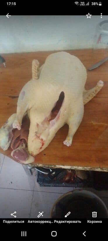 Птицы: Lal ördek balaları 1 ana 13 bala 3 heftelikdiler aqır çekili rengleri — 6