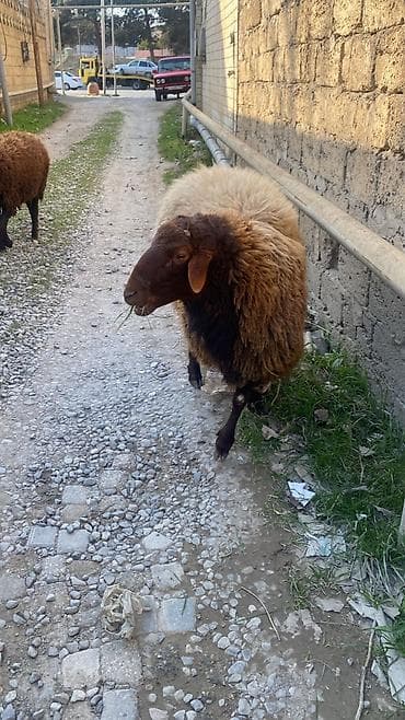 Qoyun – yerli ətlik/yunlu istiqamətli - Rəng: tünd qonur baş-ayaqlar