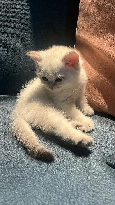 britanski pisik: Britan — 7