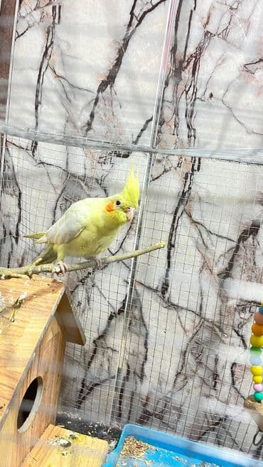 6 ) ayin quşudu Xüsusiyyətlər: Növ: Nimfa (Cockatiel) – sarı lutinio